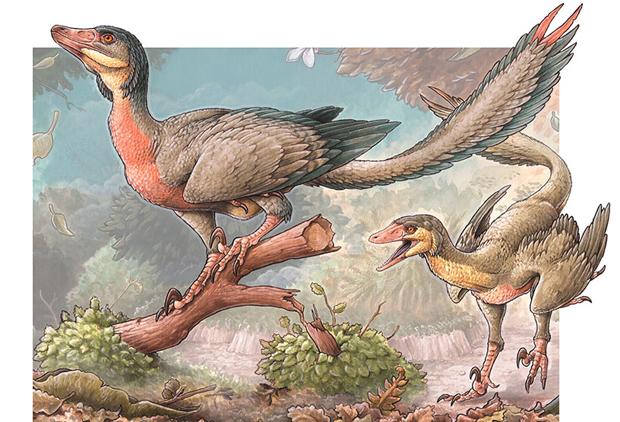 Overoraptor life reconstruction.