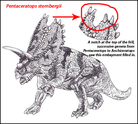 New study links Pentaceratops to Anchiceratops