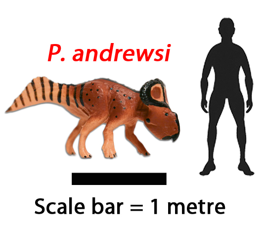 How big was Protoceratops andrewsi?