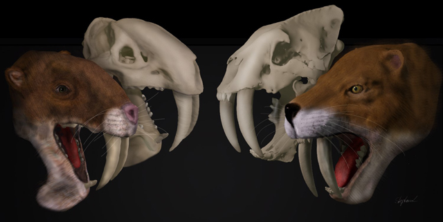 Comparing the skulls of Thylacosmilus and Smilodon.