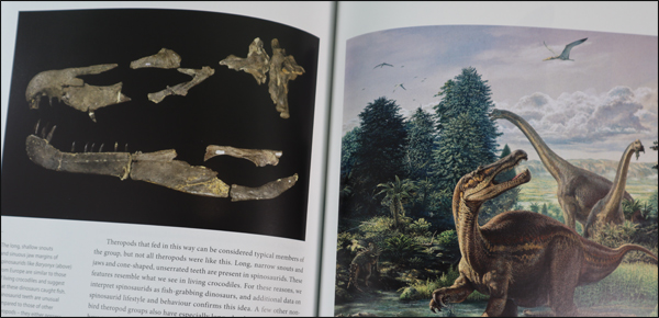 Wonderful illustrations in the dinosaur book.