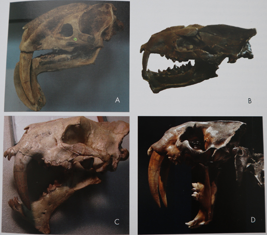 Convergent evolution of the sabre-toothed skull shape.