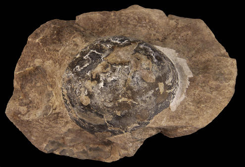 Mussaurus fossil egg.