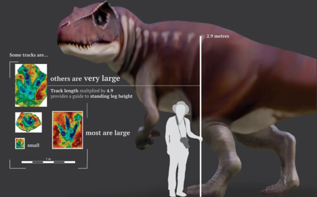 False colour images and an assessment of theropod size