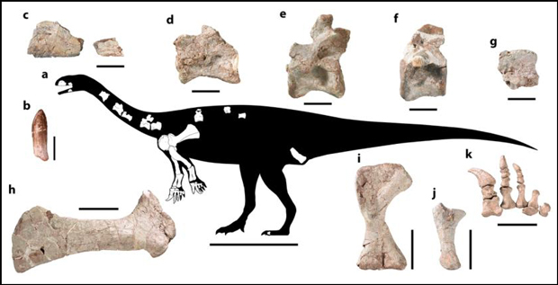 Irisosaurus yimenensis outline and fossil material.