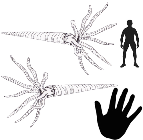 Orthocone/Orthoceras scale drawing.