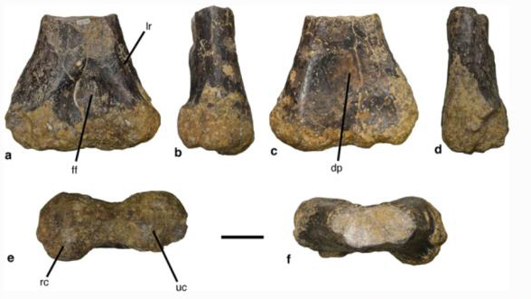 Partial femur assigned to Schleitheimia.