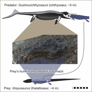 Guizhouichthyosaurs evidence of megapredation.