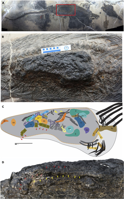 The skeleton of Guizhouichthyosaurus and stomach contents.