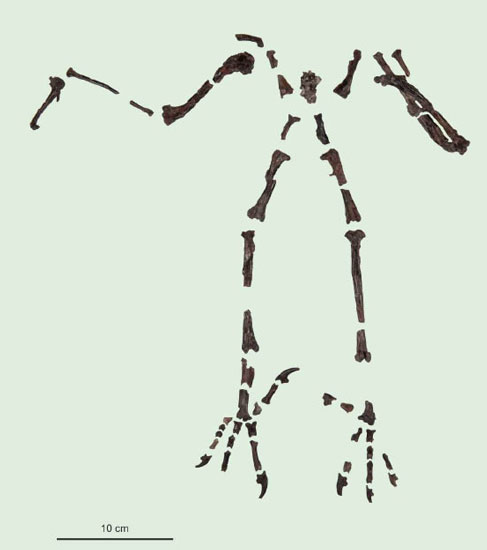Primoptynx poliotauros fossil material.