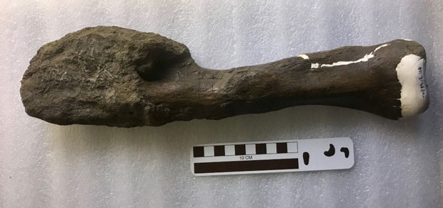 The malformed Centrosaurus dinosaur bone.
