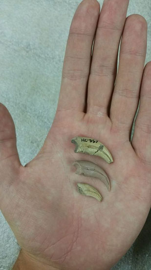 The three alvarezsaurid thumb claws showing a possible growth sequence.