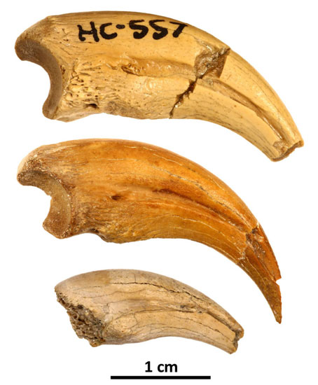 Three claws ascribed to the genus Trierarchuncus.