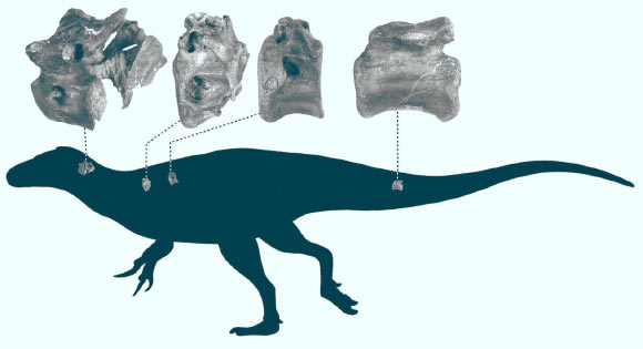 Vectaerovenator inopinatus silhouette showing placement of fossil bones.