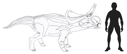 Zuniceratops scale drawing.