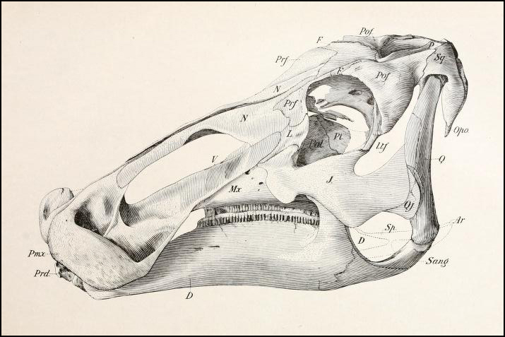A line drawing of the skull of Edmontosaurus.
