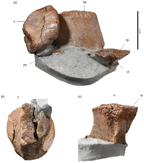 Details of the Ankylosaurian vertebrae (British Columbia).