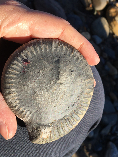 An ammonite fossil find.