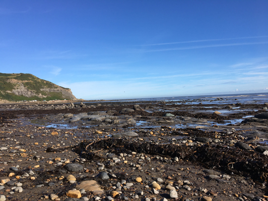 A trip to the coast to collect fossils.