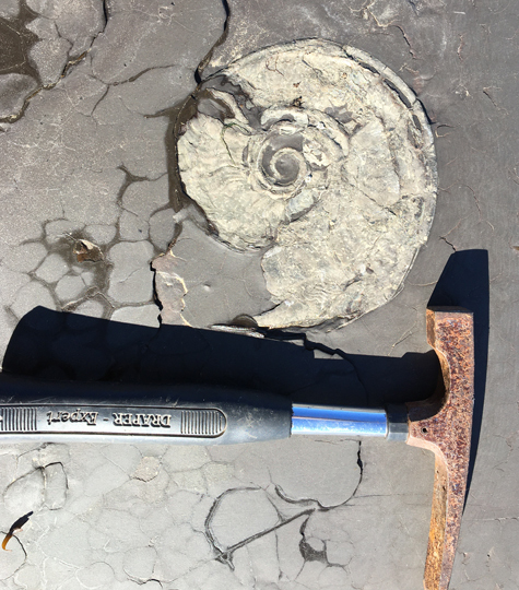 Fossil ammonite (geological hammer provides scale).