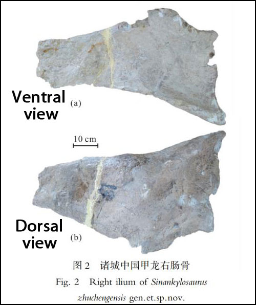 Sinoankylosaurus ilium in (a) ventral and (b) dorsal views. Scale bar = 10 cm.