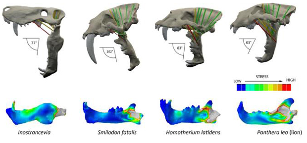 Computer model and simulation results for three fossil sabretooth species compared to a modern lion showing maximum jaw gape and stress distribution in the lower jaw.