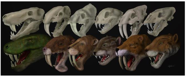 Skulls and life reconstructions of the 6 different sabre-tooth species used in the study.