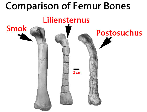 Archosaur bone comparison (thigh bone comparison).