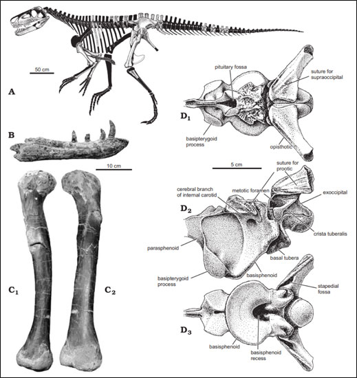 Skeletal reconstruction of Smok wawelski