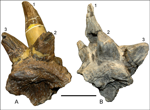 Squamosal Bones Associated with Stygimoloch spinifer