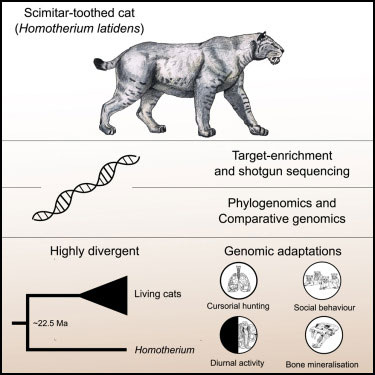 Mapping the genome of Homotherium latidens.