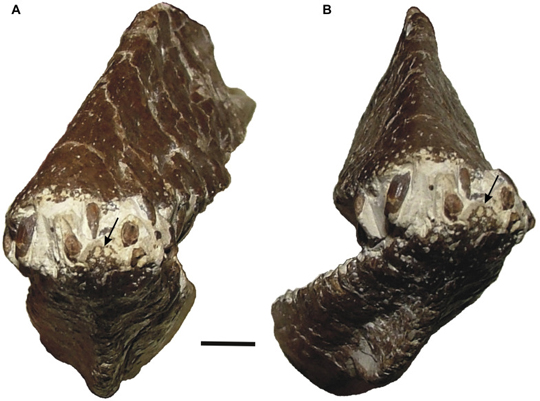 Lonchodraco giganteus holotype (anterior view).