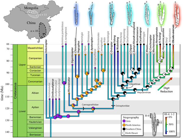 Phylogeny, biogeography and digit reduction in Oviraptorosauria.