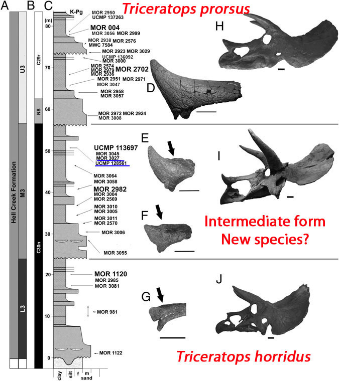 Stratigraphic placement of Hell Creek Formation Triceratops.
