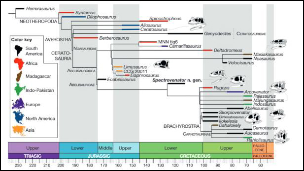 Phylogenetic relationships of Spectrovenator within the Ceratosauria.
