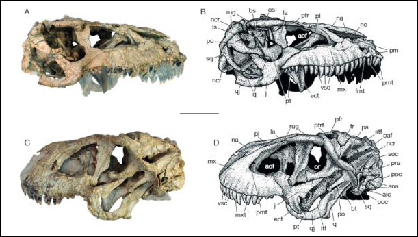 The Skull of Spectovenator (lateral view with line drawings).