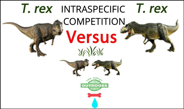 Rebor T. rex models helping to illustrate intraspecific competition.