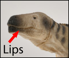 Lips depicted on the new for 2021 CollectA Megalosaurus dinosaur model.