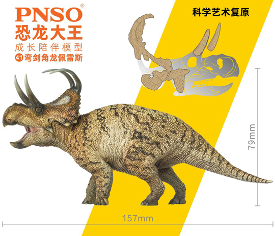 Measurements of the PNSO Machairoceratops dinosaur model.