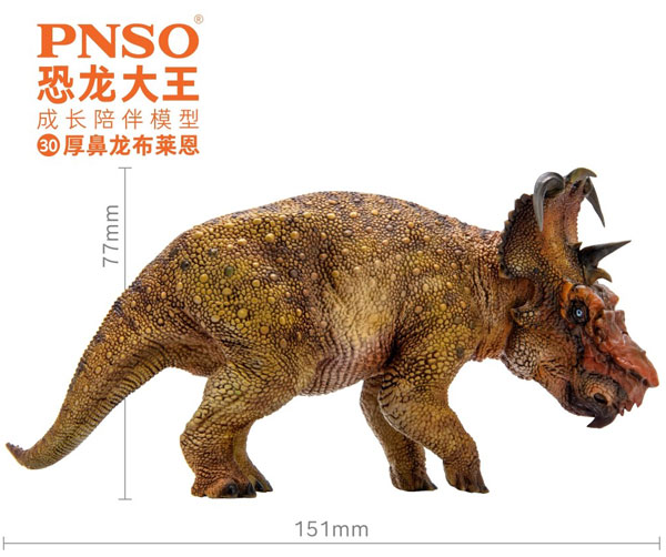 PNSO Pachyrhinosaurus model measurements.
