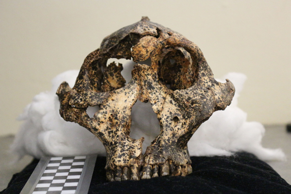 Paranthropus robustus specimen (anterior view).