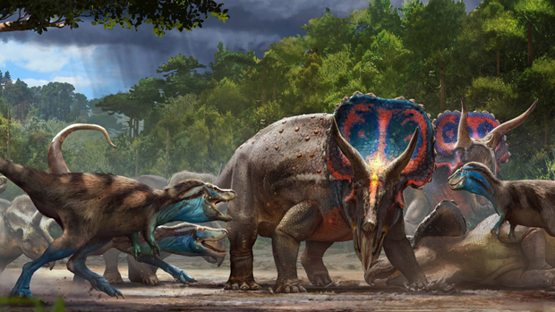 Triceratops and T. rex battel (dueling dinosaurs).