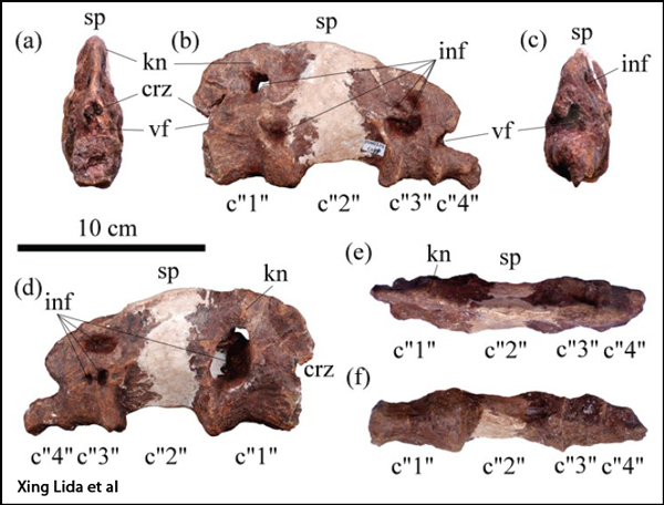 Mamenchisaurus fused caudal vertebrae