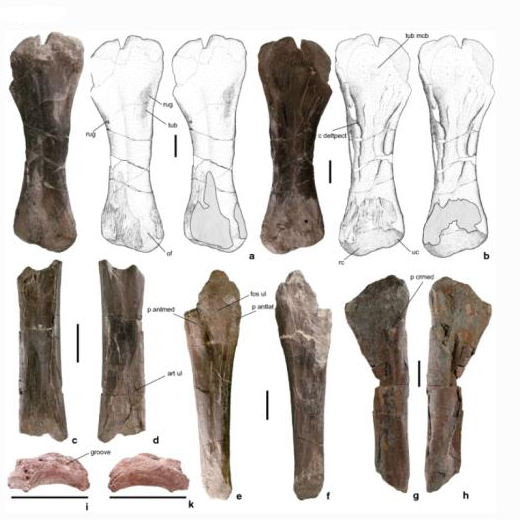 Forelimb bones associated with Amanzia greppini and interpretative drawings.
