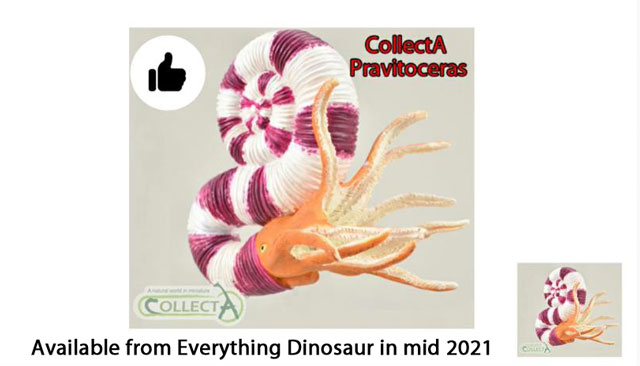 In praise of the CollectA Pravitoceras model.