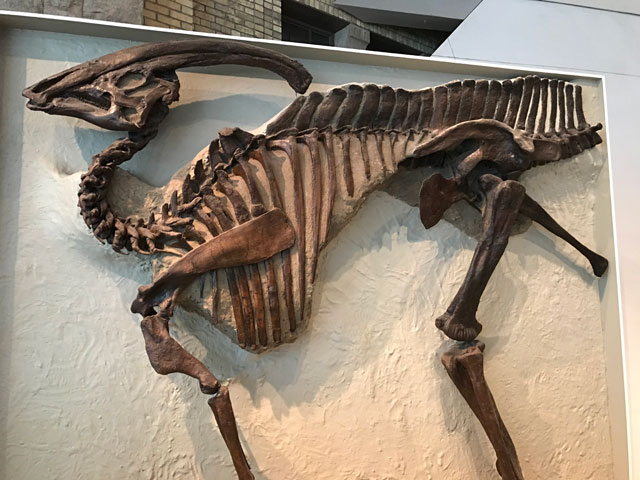 Parasaurolophus skeleton (P. walkeri) on display