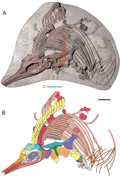 Prepared fossil specimen of Thalassodraco and interpretative line drawing.