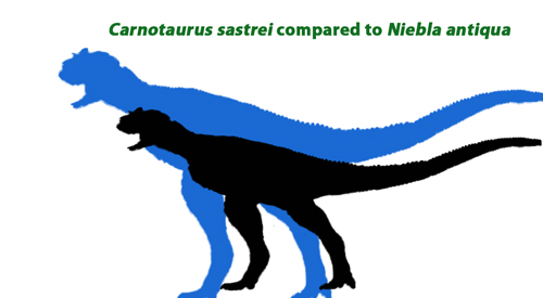 Abelisaurid size comparison - Carnotaurus compared to Niebla.