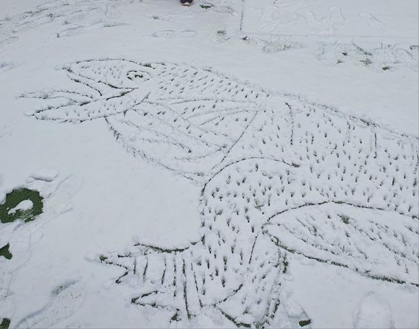 Komodo dragon in the snow.