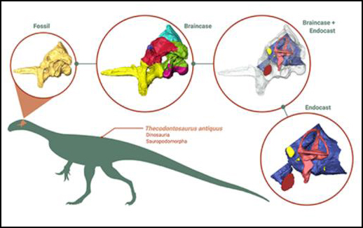 CT-scans and computer modelling used to construct the brain of Thecodontosaurus.